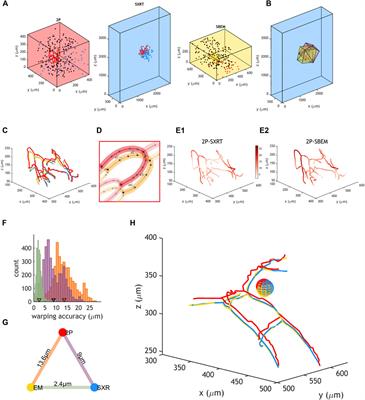 Sample Preparation and Warping Accuracy for Correlative Multimodal Imaging in the Mouse Olfactory Bulb Using 2-Photon, Synchrotron X-Ray and Volume Electron Microscopy